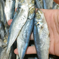 Ikan Asin Layang Premium - Ikan Asin Layang Berkualitas Tinggi untuk Konsumsi Sehari-hari