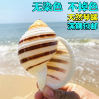琴螺 天然貝殼大海螺 魚缸水族箱裝飾品卷貝魚繁殖殼多肉花盆擺件