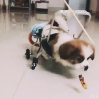 狗輪椅殘疾癱瘓寵物代步車四肢癱瘓輔助車前肢殘疾四輪車康復輪椅