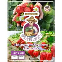 Bibit Premium Strawberry Giant Korea | Benih Stroberi Korea| Bibit Strowbery