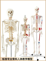 85cm人體骨骼模型170cm骨架人體骨架成人大白骷髏標本教學脊椎全