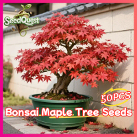 100% Legit 50pcs Fresh Japanese Red Maple Tree Seeds for Planting Trees Acer palmatum Japanese Maple