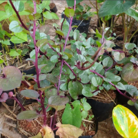 tanaman hias binahong merah - binahong herbal alami