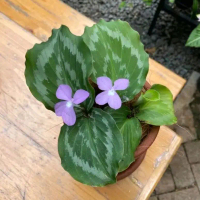 ( BISA COD ) Tanaman Hias Calathea Meranti Kencur / Bunga Hias Calatea Merak Kencur / Kalatea Daun M