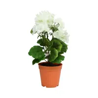 Arthome Bunga Artifisial Dengan Pot - Putih
