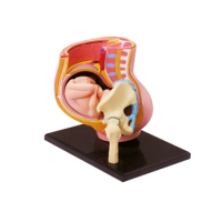 4d Human Standard Pregnancy Pelvis Anatomy Model 27 Parts Detachable Medical Supplies Equipment