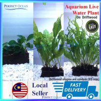 Practical Driftwood Aquatic Plant Anubias Java Fern Windelov Waterplant Moss Low Level Aquarium Tank