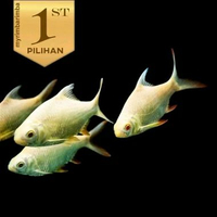 Kaviat Albino JUMBO( Isi 2)Ikan Hias Air Tawar Hiasan Aquarium Tanaman Aqascape