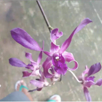 Seedling Anggrek Dendrobium Blue Spin -tanaman hidup-bunga hidup murah-anggrek-bunga hias