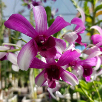 Bibit Anggrek Dendrobium Bulat. Non Plintir. Seedling terawat dari indukan spesial. Mudah dirawat.