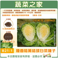 【蔬菜之家】B21-1.橙香桔黃結球白菜種子 (共2種包裝可選)