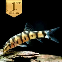 Botia India / Yoyo Loach Ikan Hias Aquascape Air Tawar
