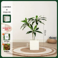模擬綠植物盆栽天鵝絨巴西木高階輕奢北歐風室內客廳落地裝飾擺件