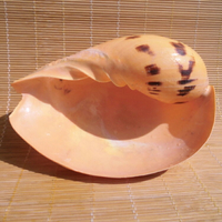 大椰子油螺海螺貝殼黃瓢螺卷貝魚缸水族造景裝飾創意菜盤多肉盆栽