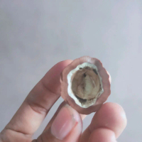muncang aduan jayanti anak bison