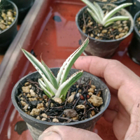 agave white rhino / tanaman hias
