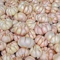 Bawang Putih Sinco 250 gram