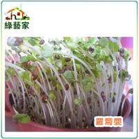 【綠藝家】J02.蘿蔔嬰(芽菜種子)種子14克 (約1000顆)