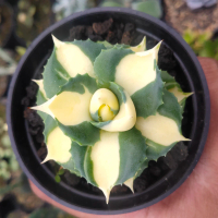 agave shoji raijin variegata kuning