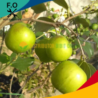 Bibit apel Putsa (futsa india)