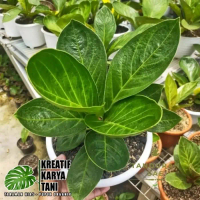 Tanaman Hias Anthurium Jemani Cobra - Anturium Cobra - ANAKAN