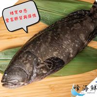 峰海鮮**龍虎斑  結實口感 魚皮富含膠質與彈性 (約550公克)
