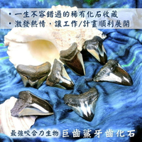 【土桑展精選寶物】巨齒鯊牙齒化石(Megalodon)(1~12號)/稀有化石收藏