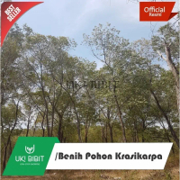 ( 100 Gram ) Benih Pohon Akasia Krasikarpa - acacia crassicarpa