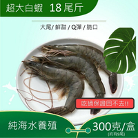 東台灣海水養殖超大白蝦(18尾斤)