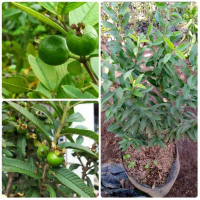 TANAMAN JAMBU BIJI KERIKIL HIJAU COCOK BUAT TAMAN ATAU BAHAN BONSAI