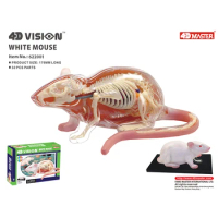 4D Vision White Mouse Animal Organ Anatomy Model Laboratory Education Equipment Master Ppuzzle Assembling Toy