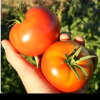 10 butir benih tomat merah super jumbo