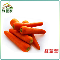 【綠藝家】大包裝C01.紅蘿蔔(胡蘿蔔)種子80克(約45000顆)
