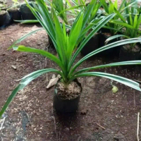 pohon pandan wangi tanaman hias pandan wangi