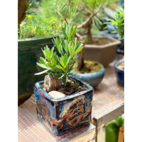 花 - LZ014 羅漢松 1盆