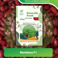 SPESIAL DISKON 50% Benih Biji Rumput Mombasa - Mombaca F1 ±250 Biji Urban Farming Panicum Maximum (