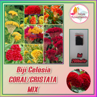 Biji Celosia (Coral/Cristata)