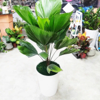 【The Flower 嬪嬪花藝坊】圓扇蒲葵盆栽組-大(雙北專車專人配送/綠物植栽/買花送花)