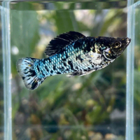 Ikan Molly Hias Premium - Molly Ballon Platinum Gold Dust Golden Black Mickey Mouse Red Corral Midni