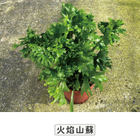【Gardeners】火焰山蘇 5吋蕨類-1入(室內植物/綠化植物/蕨類植物)