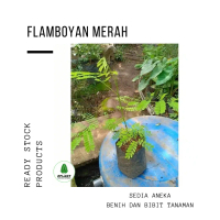 bibit pohon flamboyan bunga merah