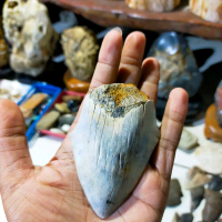 batu fosil gigi hiu megalodon