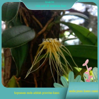 Tanaman Hias Anggrek Jenis Bulbophyllum Vaginatum cantik (RA&TH)