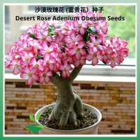 KDH Plant World Import Ready Stock Desert Rose Flower Prosperous Flower Seeds Desert Rose Adenium Ob