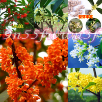 桂花 (種子) 沙藏 桂花樹 (種子) 金 桂 丹 桂 沈 香 桂 金 球 桂 朱 砂 桂 四季 桂花(種子)