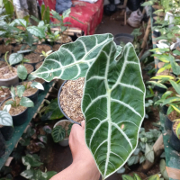 Tanaman hias alocasia watsoniana glossy