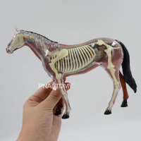 4D VISION Horse Anatomical model Horse Skeleton Animal Anatomy Educational Equipment Teaching Children Gift STEM DIY Model
