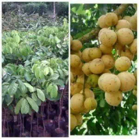 Bibit Tanaman Buah Kelengkeng Diamond - Benih Bibit Kelengkeng Diamond - Tanaman Kelengkeng Diamond 