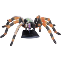 4D Vision Animal Tarantula Spider Anatomy Simulated Spider Model 33 Parts Removable Home Decoration Props Kids Toy