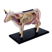 4D Vision Cow Organ Anatomy Model Animal Puzzle Toys for Kids and Medical Students Veterinary Teaching Model
